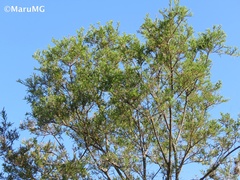 Eysenhardtia polystachya