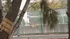 Columba livia domestica