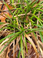Carex pensylvanica