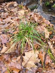 Carex pensylvanica