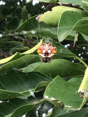 Thelacantha brevispina