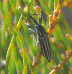 Rhinotia regalis