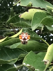 Thelacantha brevispina