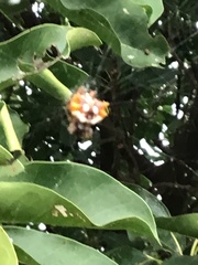 Thelacantha brevispina