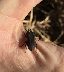 Erichius vittatus vittatus