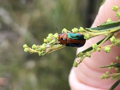 Calomela curtisi