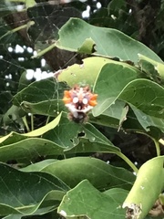 Thelacantha brevispina
