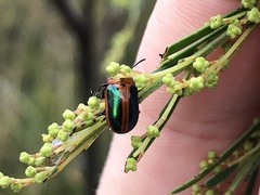 Calomela curtisi