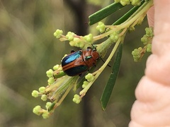Calomela curtisi