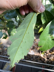 Cryptocarya concinna