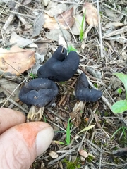 Helvella lacunosa