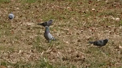 Columba livia domestica