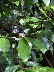 Cryptocarya concinna