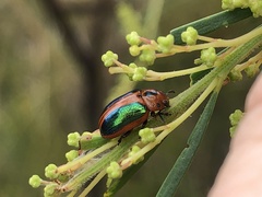 Calomela curtisi