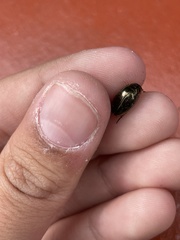 Tropisternus lateralis