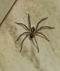 Lycosinae