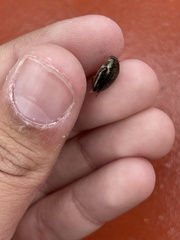 Tropisternus lateralis