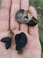 Helvella lacunosa