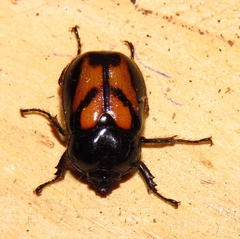 Oryctomorphus bimaculatus