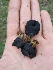 Helvella lacunosa