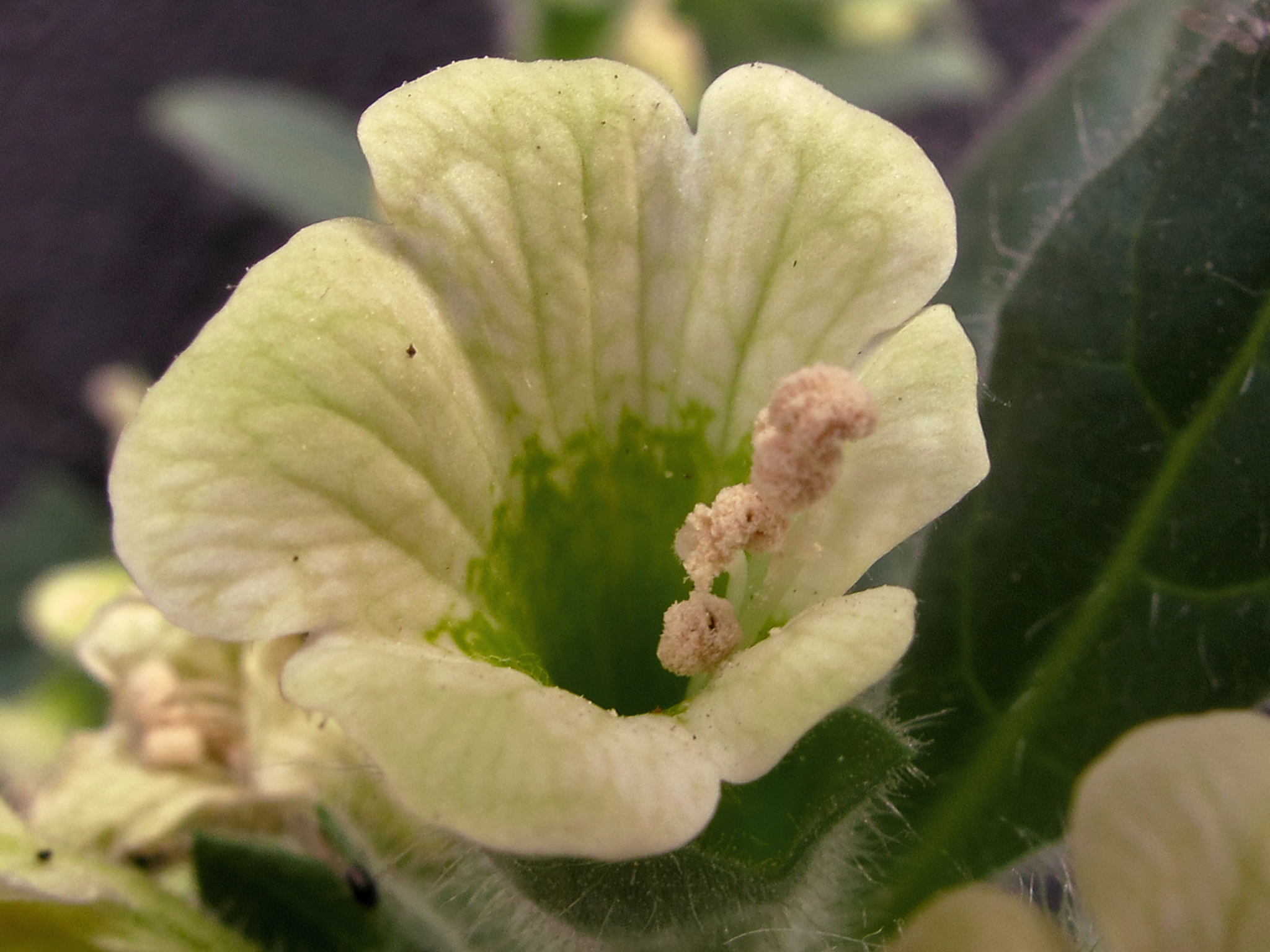 Hyoscyamus