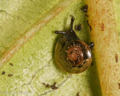 Philonesia hartmanni observed 2022-12-29