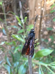 Elaphroptera scoliaeformis