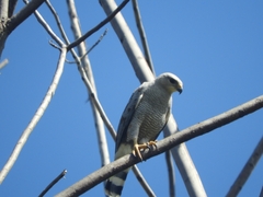 Buteo nitidus