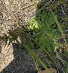 Gamochaeta americana