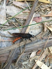 Elaphroptera scoliaeformis