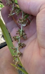 Gamochaeta americana