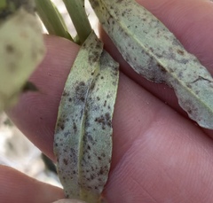 Puccinia gnaphaliicola
