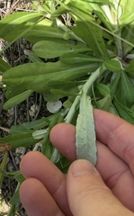 Gamochaeta americana