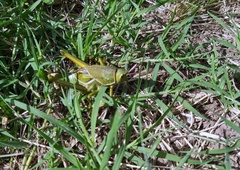 Staleochlora viridicata