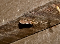 Polyplectropus