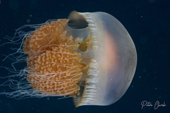 Cnidaria