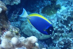 Acanthurus leucosternon