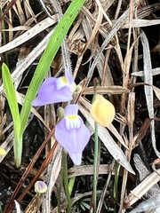 Utricularia caerulea