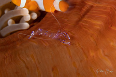 Ancylomenes sarasvati