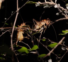 Hemiandrus pallitarsis