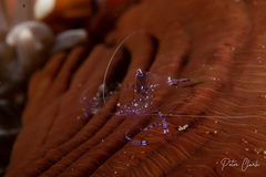 Ancylomenes sarasvati