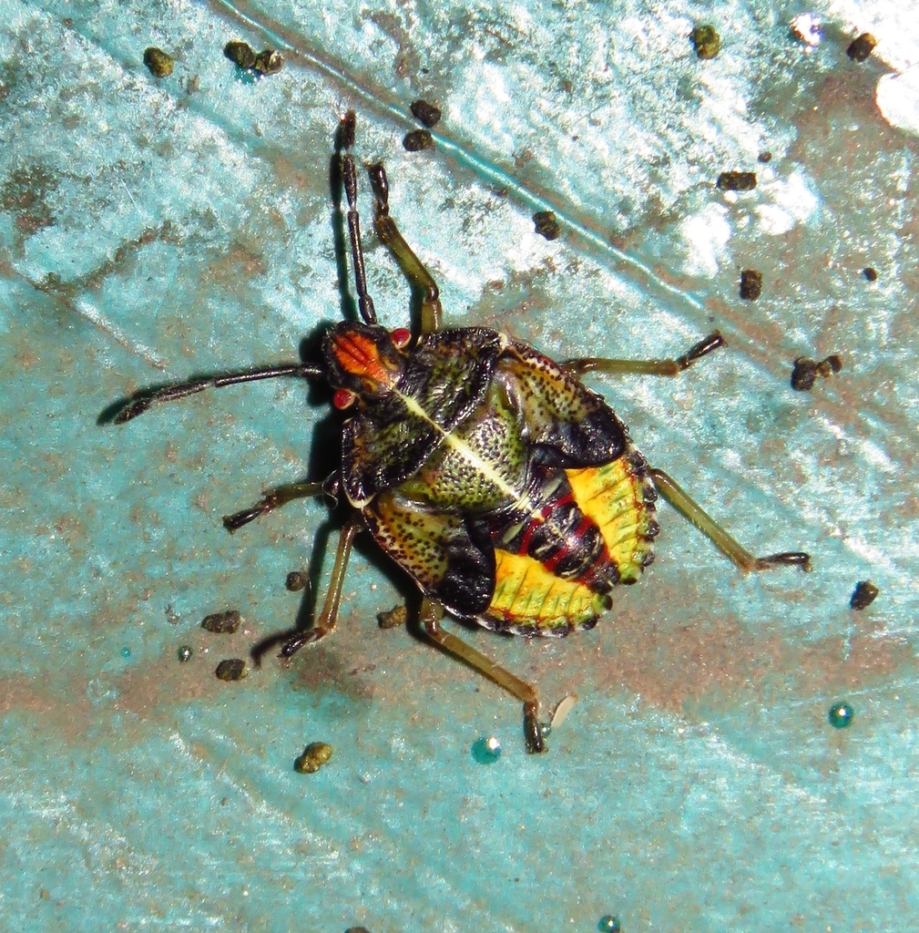 Sinopla perpunctatus