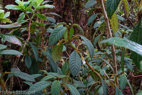 Cyrtandra lessoniana observed 2022-12-29