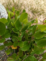 Muehlenbeckia adpressa