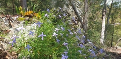 Lithotoma axillaris