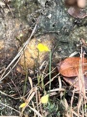 Utricularia bifida