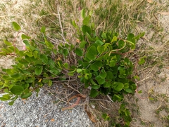 Muehlenbeckia adpressa