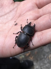 Apterodorcus bacchus