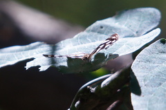 Dynamine postverta mexicana