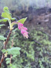 Ribes malvaceum